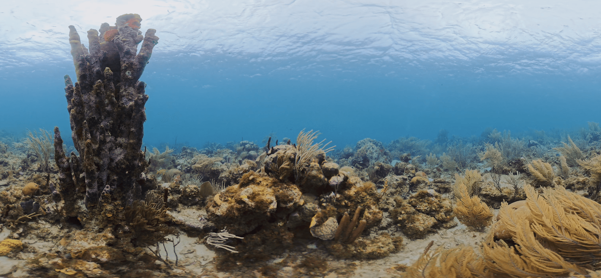 Wide reef panorama from Presence